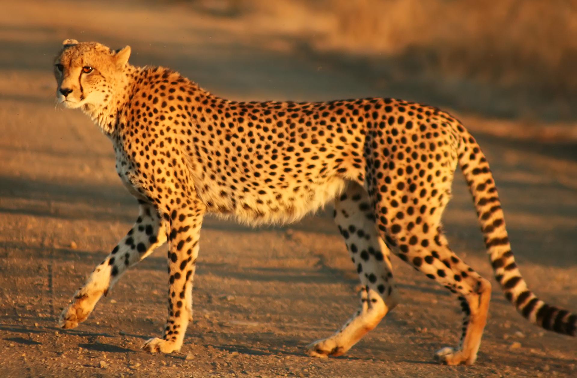 Cheetah walking at sunset.