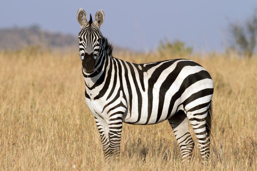 zebra in the grass