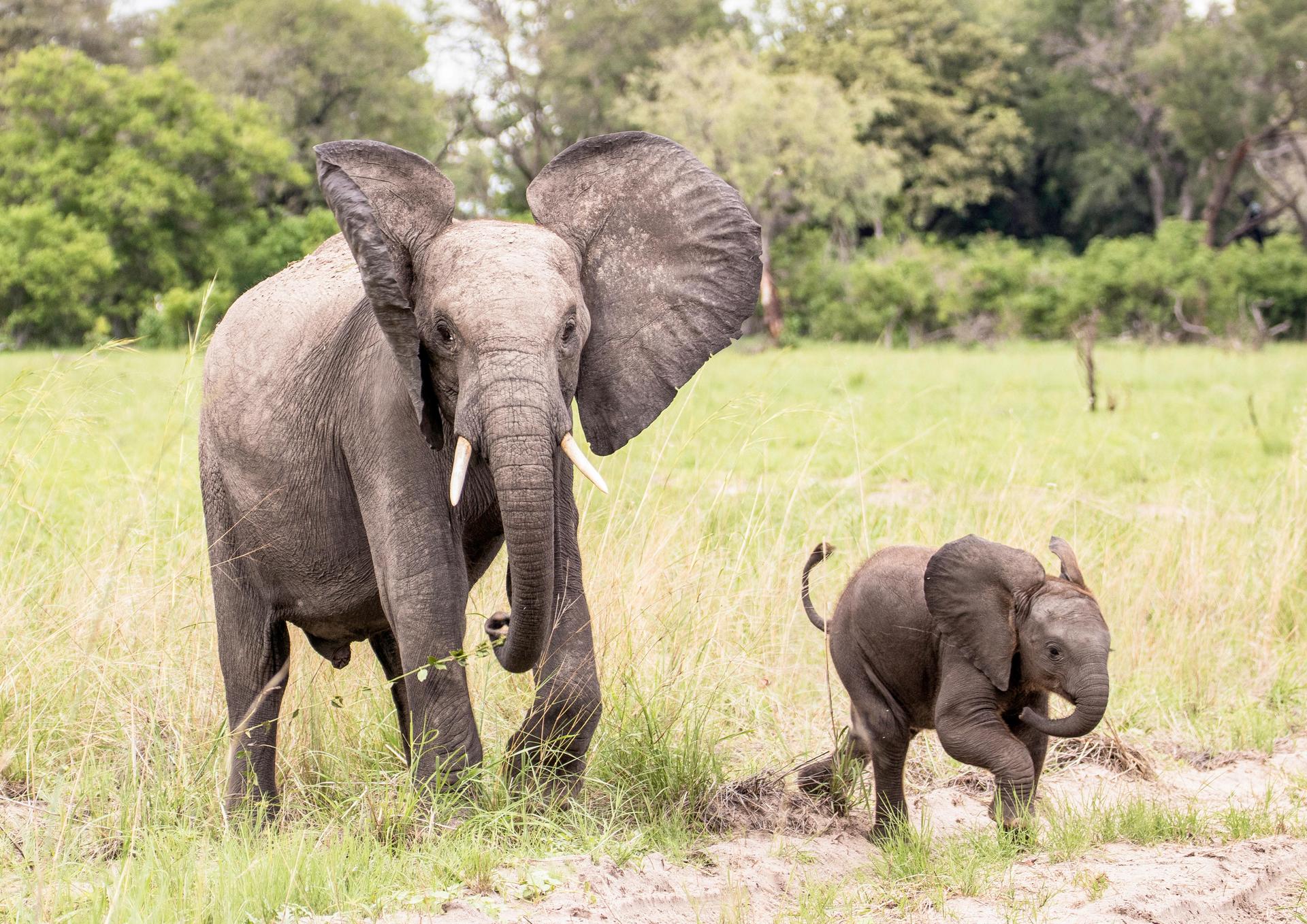 A mother and calf walk across the field